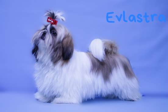 Щенки Ши-тцу, питомник "Evlastra" в Ростове-на-Дону фото 5