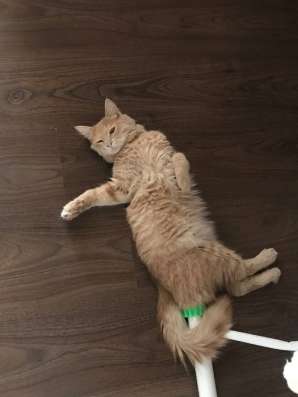 Отдадим в хорошие руки Персика