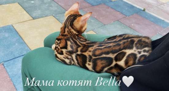 Продаются бенгальские котята