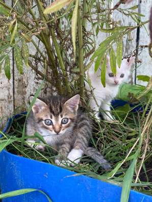 котята в Нижневартовске фото 3