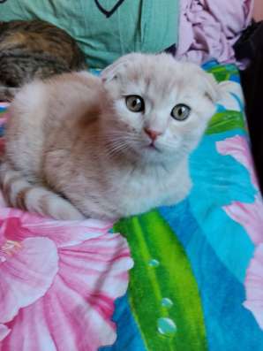 Вислоухий котенок скоттиш фолд