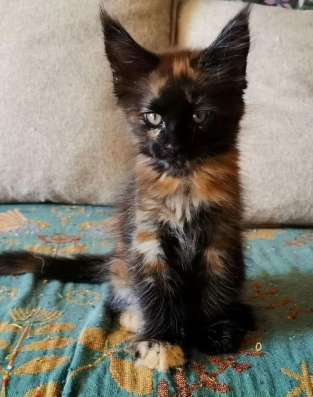 Мейн-кун котенок