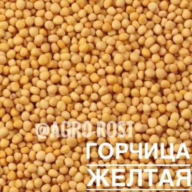 ГОРЧИЦА БЕЛАЯ/ГОРЧИЦА ЖЕЛТАЯ