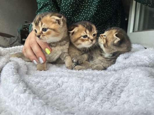 Шотландские котята в Брянске фото 12