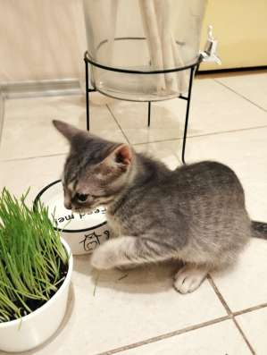Отдам в дар котенка