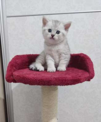 Шотландские котята на продажу