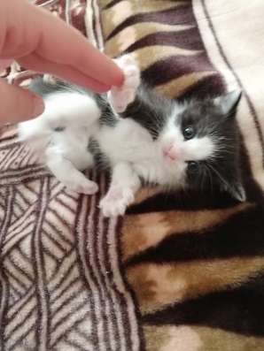 Котята в добрые руки в Нижнем Новгороде фото 3