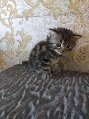 Шотландские котята фото 43