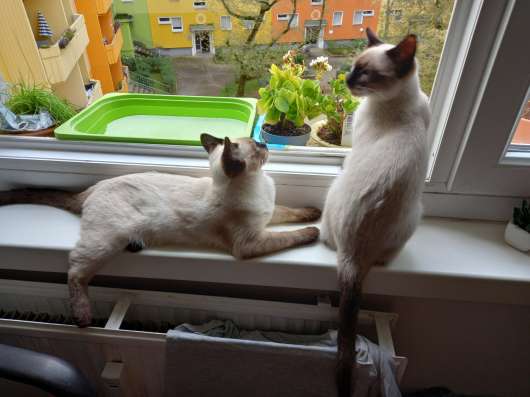 Сиамские котята продаются