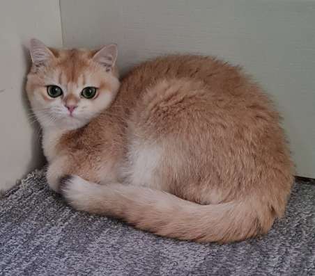 BRI NY12 MALE FOR BREED
