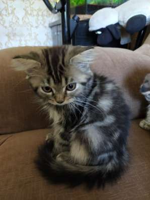 Шотландские котята фото 3