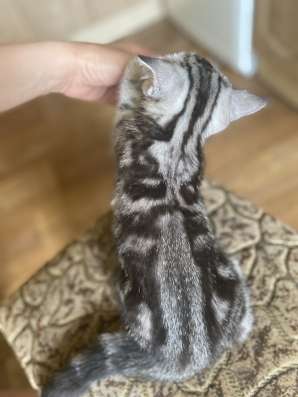 Шотландская кошечка фото 5