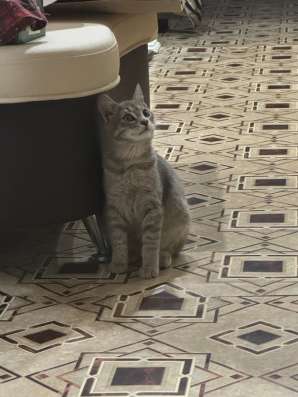 Отдам котенка в Чебоксарах фото 3