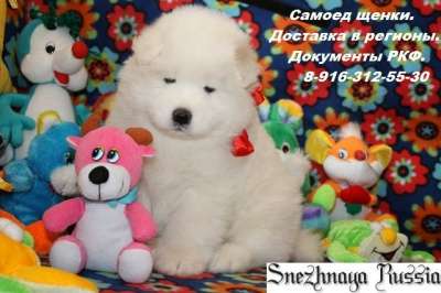 Самоед щенки в Новом Уренгое