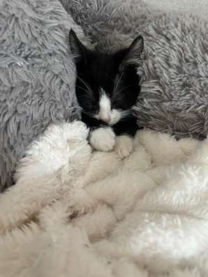 Котенок