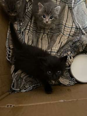 Отдаю котят