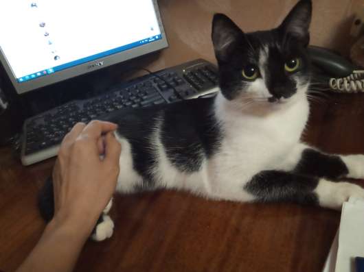 Котята девочки рожден от нашей кошки