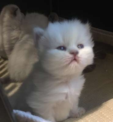 Продам котят Scottish Fold