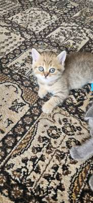 Шотландские котята фото 6