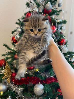 Породистые котята фото 3