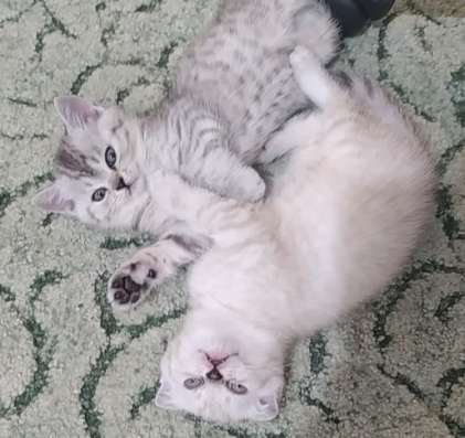 Продам шикарных котят