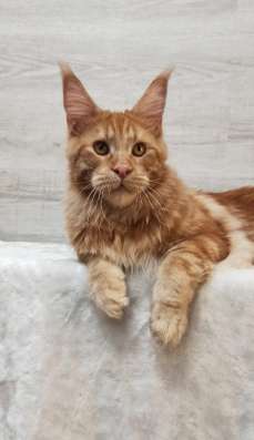Maine coon. Kitten фото 3
