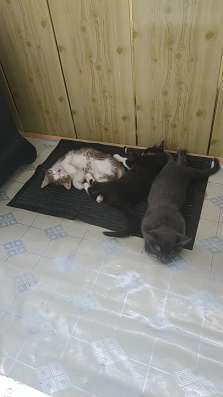 Месячные котята фото 3