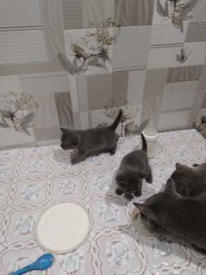 Продам шотландского котёнка в Ефремове фото 3