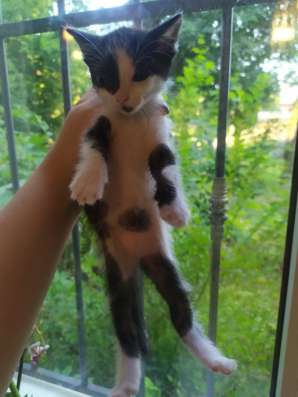 Котята в хорошие руки фото 4
