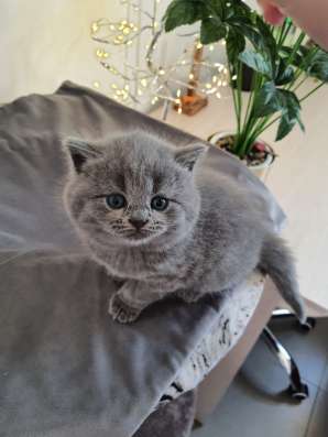 Красивые британские котята фото 5