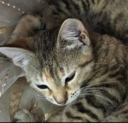Отдам котят в добрые руки