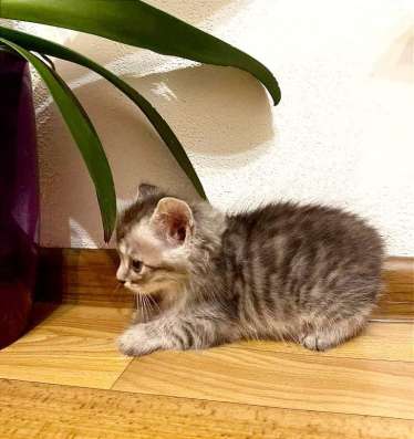 Котята курильского бобтейла фото 7