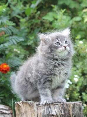 Сибирский котенок из питомника