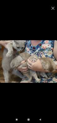Шотландские котята
