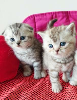 Скоттиш фолд и Скоттиш страйт шиншиллыРодословная фото 4