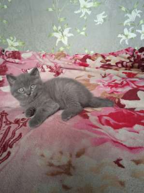 Шотландские котята фото 9