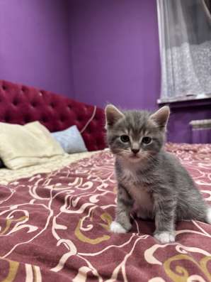 Котята британские в Челябинске фото 4