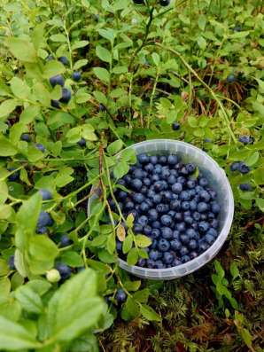 Черника лесная