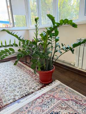 Замиокулькас