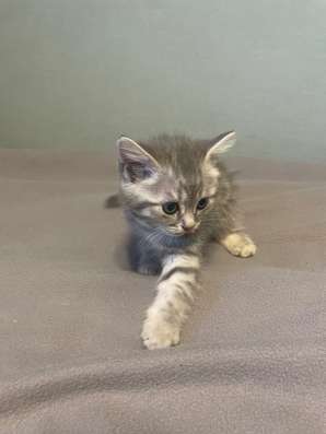 Котята скоттиш фолд и страйт в Якутске фото 4