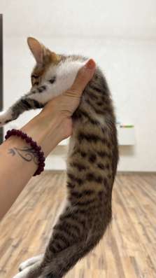 Котенок в Казани