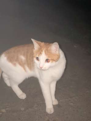 Котик ищет дом