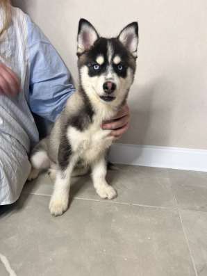 Щенки Помски Pomsky puppies в Москве фото 11
