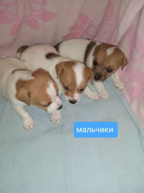 Щенки Джек Рассел терьер
