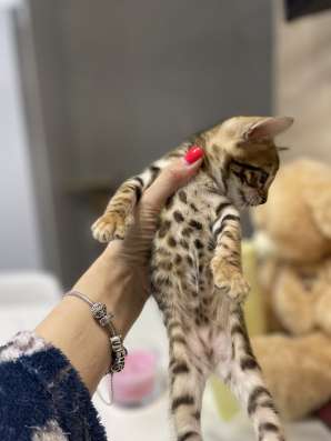 Бенгальские котята фото 3