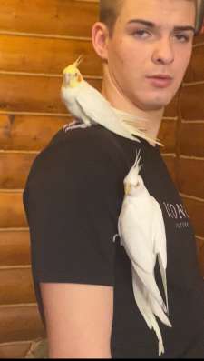 Попугаи