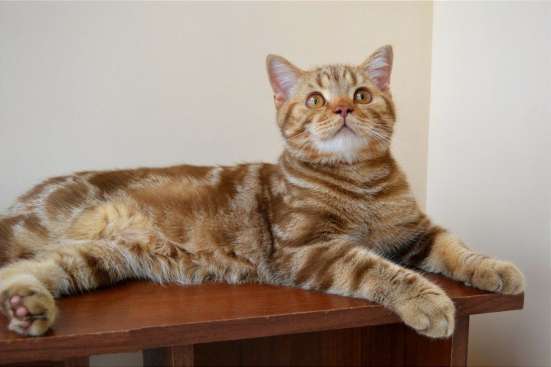 Шотландские котята фото 3