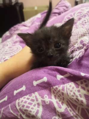 Срочно отдам котят в уфе в Уфе