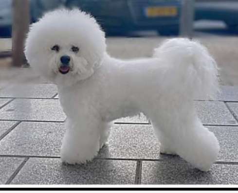 Reserve puppies bichon frize