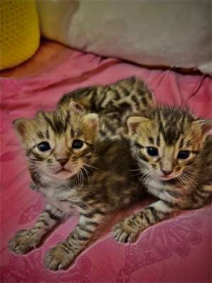 Бенгальские котята